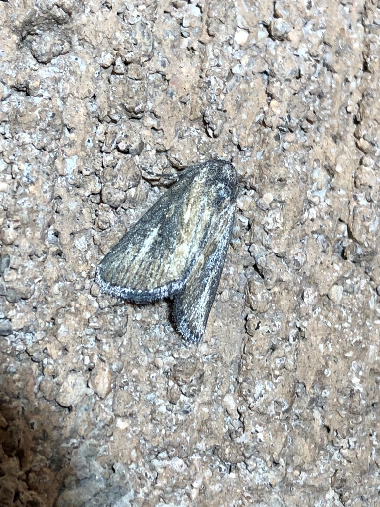 Condica temecula