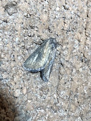 Condica temecula