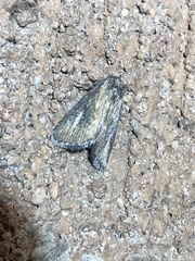 Condica temecula