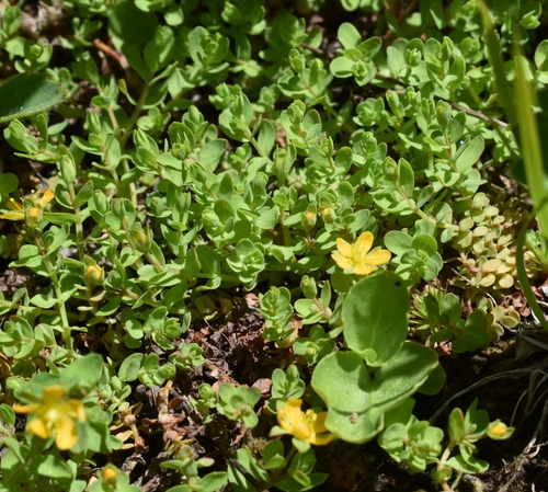 Tinker's penny (Hypericum anagalloides)