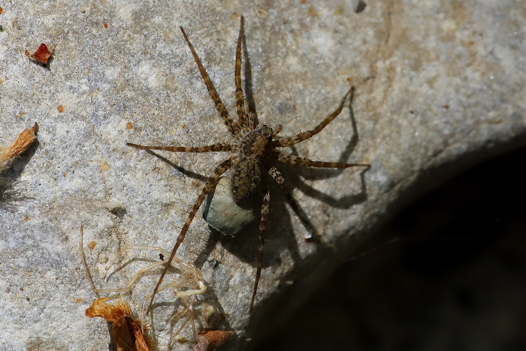 Wolf Spiders from Platanias, Crete, Greece on August 4, 2021 at 12:25