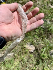 Coluber constrictor