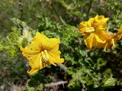 Solanum rostratum