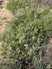 Phymaspermum parvifolium