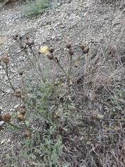 Centaurea salonitana