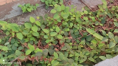 Reynoutria × bohemica