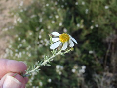 Phymaspermum parvifolium