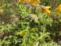 Solanum rostratum