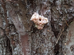 Dendroctonus terebrans