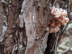 Dendroctonus terebrans