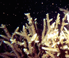 Acropora robusta