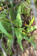 Nemesia versicolor versicolor