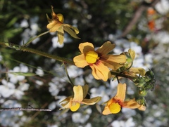 Nemesia versicolor versicolor