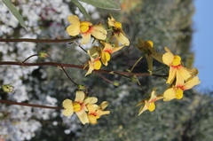 Nemesia versicolor versicolor