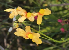 Nemesia versicolor versicolor