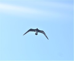 Stercorarius longicaudus