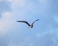 Stercorarius longicaudus