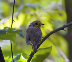 Erithacus rubecula