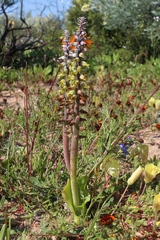 Lachenalia mutabilis