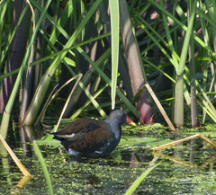 Gallinula chloropus