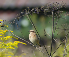 Saxicola rubetra