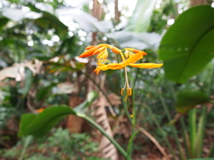 Crocosmia aurea aurea