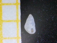 Odostomia