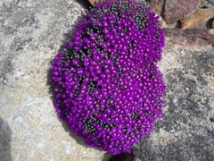 Antimima wittebergensis