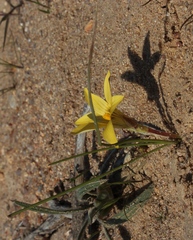 Romulea citrina