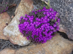 Antimima wittebergensis