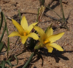 Romulea citrina