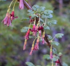 Ribes lobbii