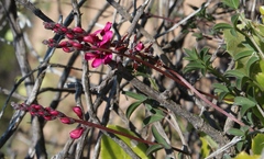 Indigofera meyeriana