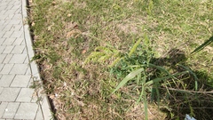 Echinochloa crus-galli