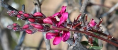 Indigofera meyeriana