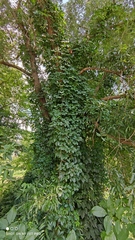 Parthenocissus inserta