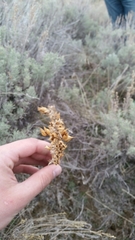 Penstemon cyaneus