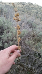 Penstemon cyaneus