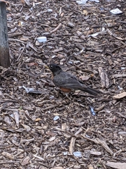 Turdus migratorius
