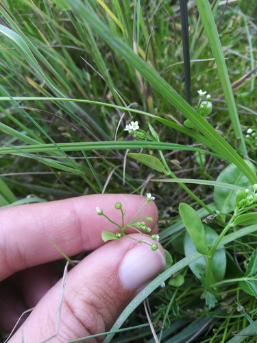 Samolus parviflorus (Samolus parviflorus)