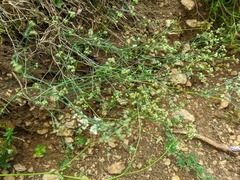 Asperula tenella