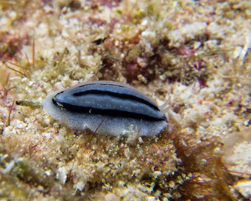 Striped Phyllidiopsis