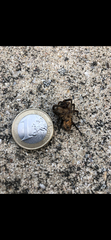 Araneae