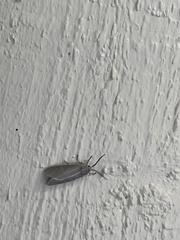 Pygarctia pterygostigma