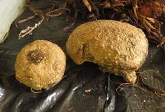 Rhoicissus tridentata tridentata