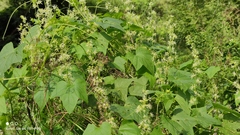 Echinocystis lobata