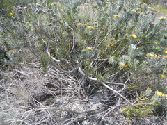 Leucospermum tomentosum