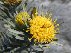 Leucospermum tomentosum