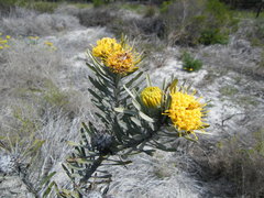 Leucospermum tomentosum