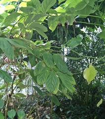Aristolochia tricaudata